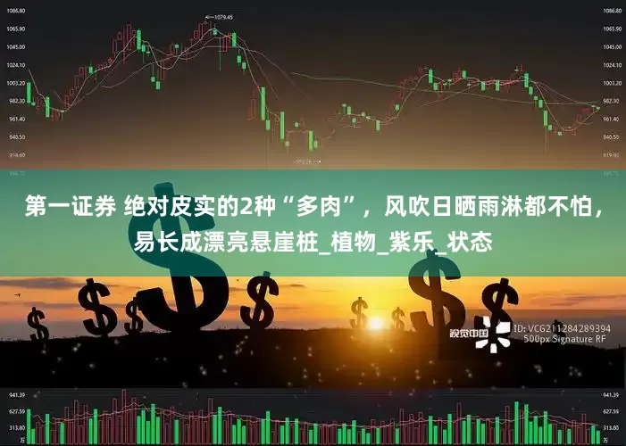 第一证券 绝对皮实的2种“多肉”，风吹日晒雨淋都不怕，易长成漂亮悬崖桩_植物_紫乐_状态